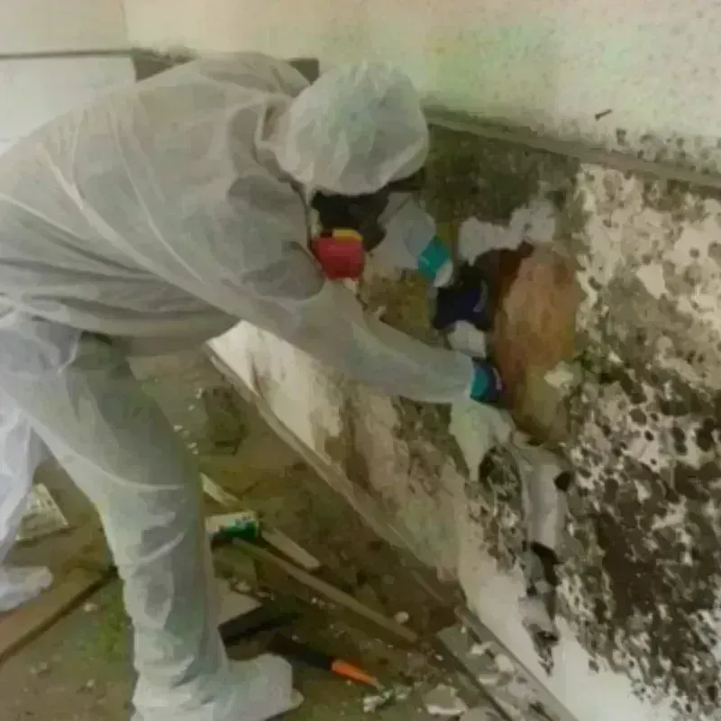 Mold Remediation and Removal in Nevada, TX